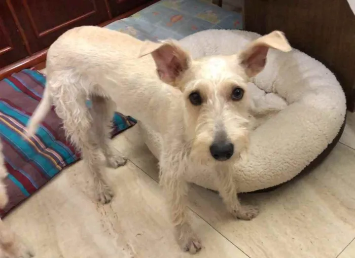 Cachorro ra a Mix  Fox Terrier pelo Duro idade 1 ano nome Denis