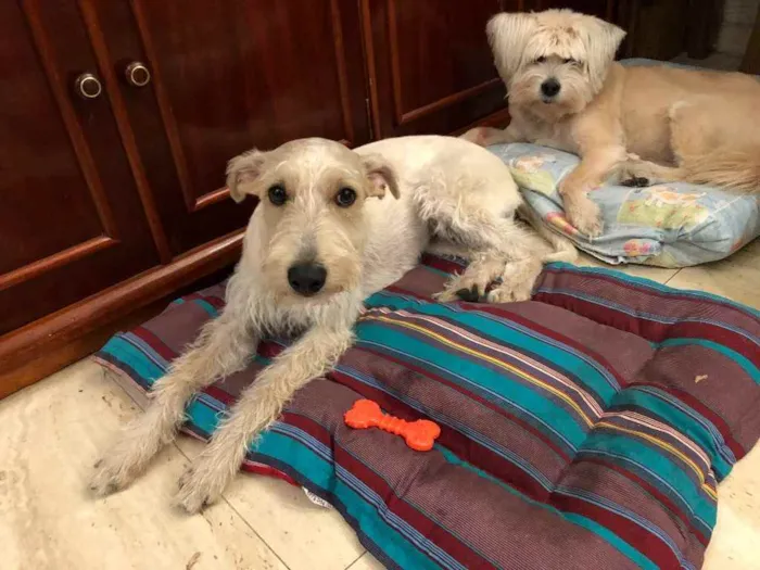 Cachorro ra a Mix  Fox Terrier pelo Duro idade 1 ano nome Denis