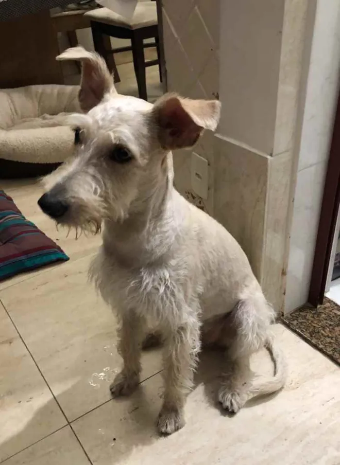 Cachorro ra a Mix  Fox Terrier pelo Duro idade 1 ano nome Denis