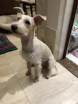 Denis