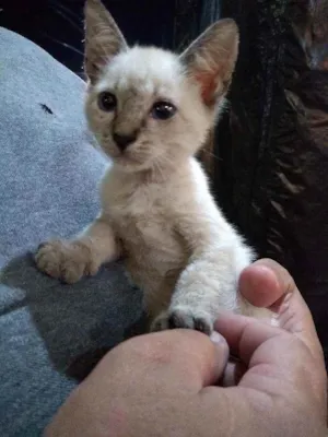 Gato raça Gato idade 2 a 6 meses nome Colocamos Boteco,