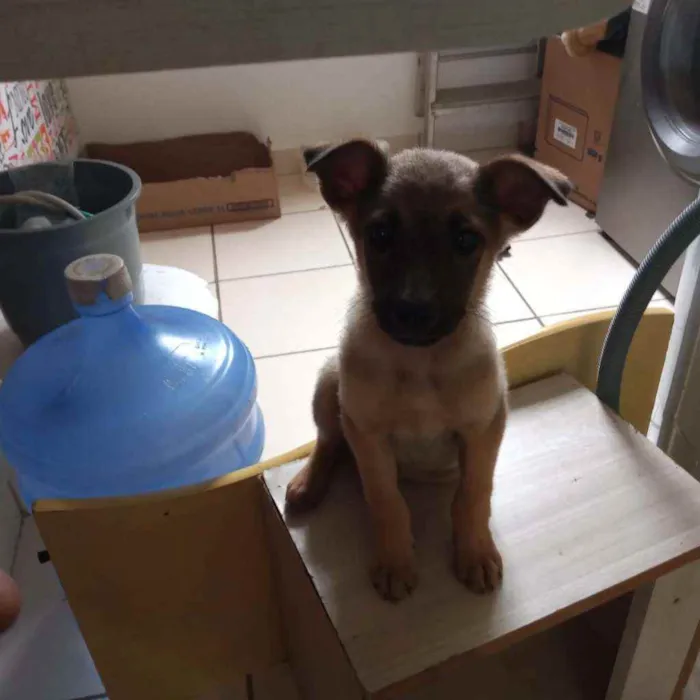Cachorro ra a Vira lata idade 2 a 6 meses nome Pretinha