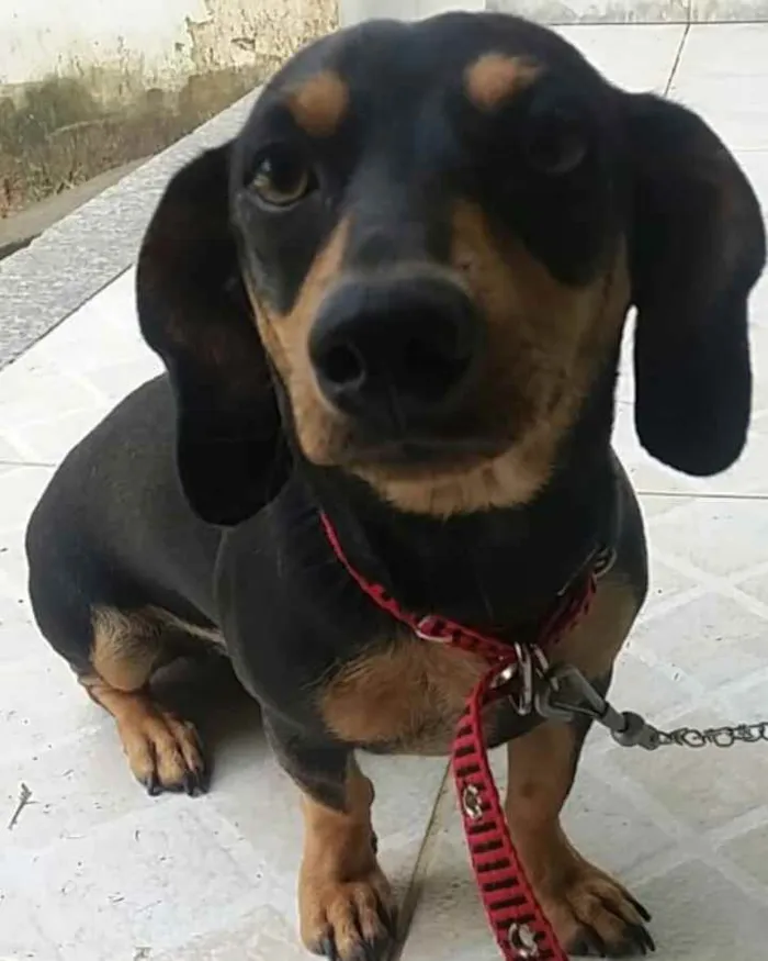 Cachorro ra a Mix basset idade 1 ano nome Jully