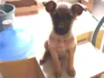 Pretinha