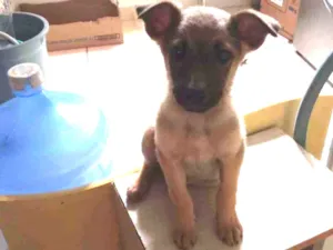 Cachorro raça Vira lata idade 2 a 6 meses nome Pretinha