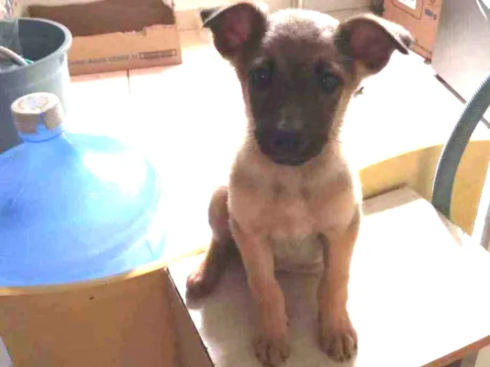 Cachorro ra a Vira lata idade 2 a 6 meses nome Pretinha