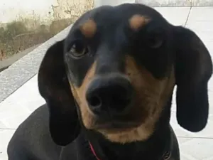 Cachorro raça Mix basset idade 1 ano nome Jully