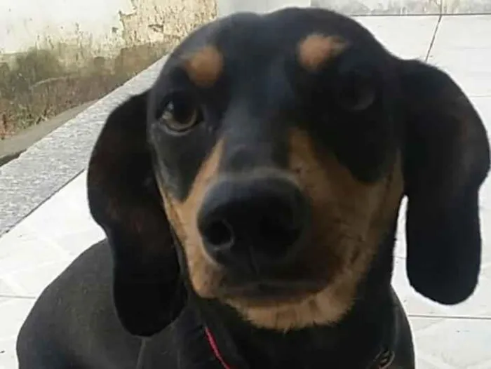 Cachorro ra a Mix basset idade 1 ano nome Jully