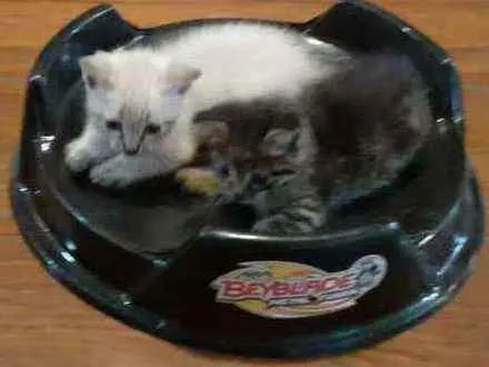 Gato ra a SRD idade Abaixo de 2 meses nome Mike e Ema