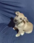 Cebolinha