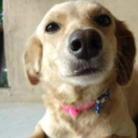 Cachorro ra a SRD idade 2 anos nome Luna