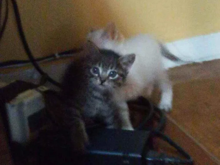 Gato ra a SRD idade Abaixo de 2 meses nome Mike e Ema