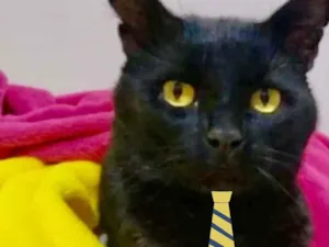 Gato raça Mestiço  idade 2 a 6 meses nome Peto 