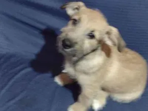 Cachorro raça SRD idade 2 a 6 meses nome Cebolinha