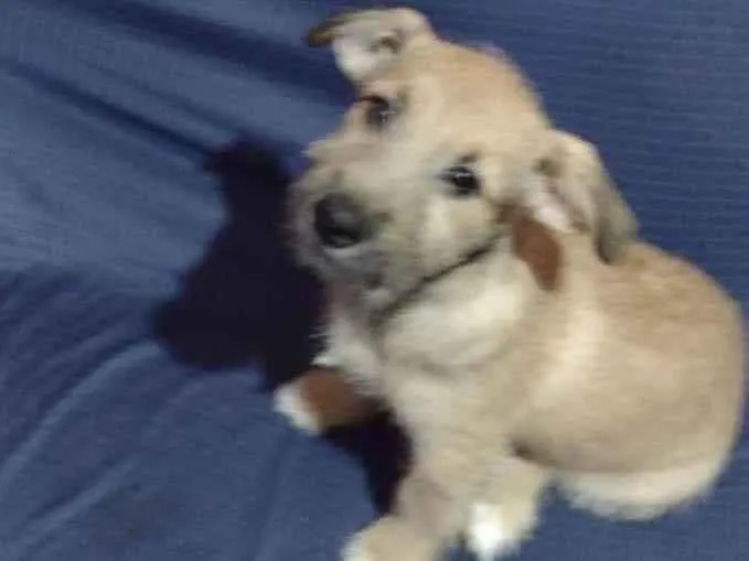 Cachorro ra a SRD idade 2 a 6 meses nome Cebolinha