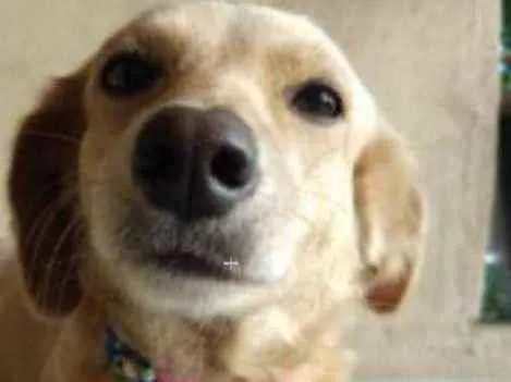 Cachorro ra a SRD idade 2 anos nome Luna