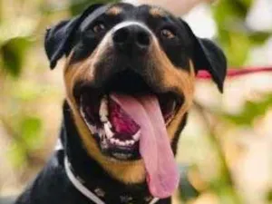 Cachorro raça SRD-ViraLata idade 2 anos nome TUFÃO