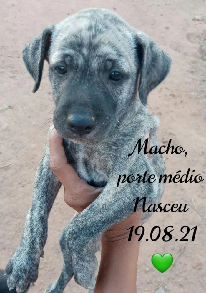 Cachorro ra a SDR idade Abaixo de 2 meses nome Bebês