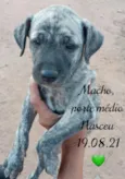 Bebês