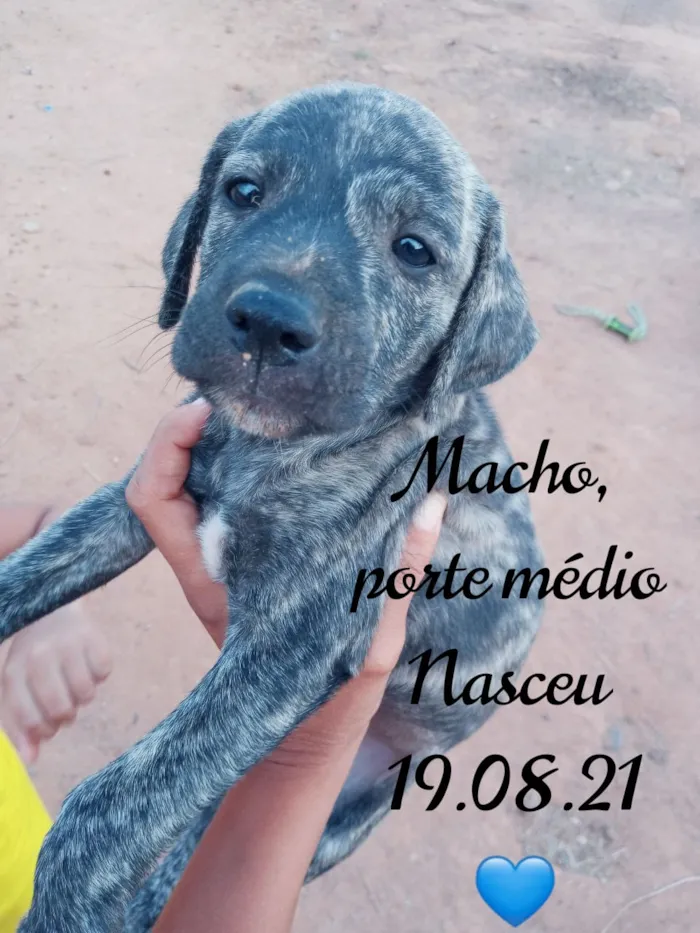 Cachorro ra a SDR idade Abaixo de 2 meses nome Bebês