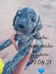 Bebês