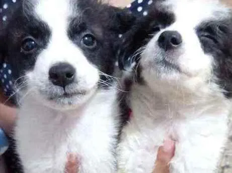 Cachorro ra a  idade 2 a 6 meses nome Sem nome
