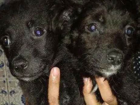 Cachorro ra a  idade 2 a 6 meses nome Sem nome