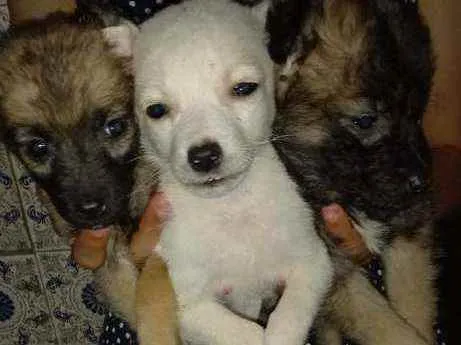 Cachorro ra a  idade 2 a 6 meses nome Sem nome
