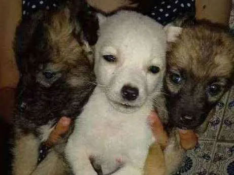 Cachorro ra a  idade 2 a 6 meses nome sem nome