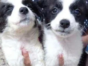 Cachorro raça  idade 2 a 6 meses nome sem nome