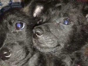 Cachorro raça  idade 2 a 6 meses nome Sem nome