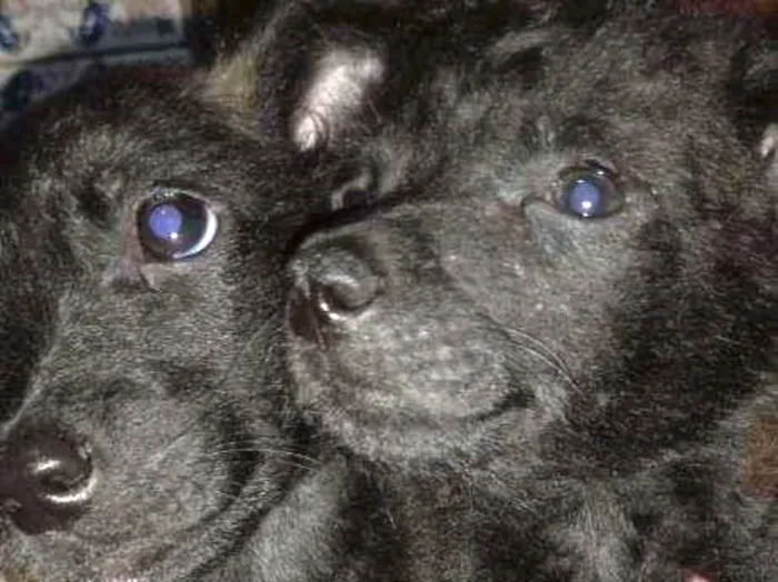 Cachorro ra a  idade 2 a 6 meses nome Sem nome