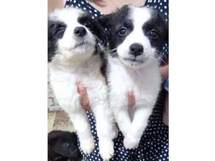 Cachorro ra a  idade 2 a 6 meses nome Sem nome