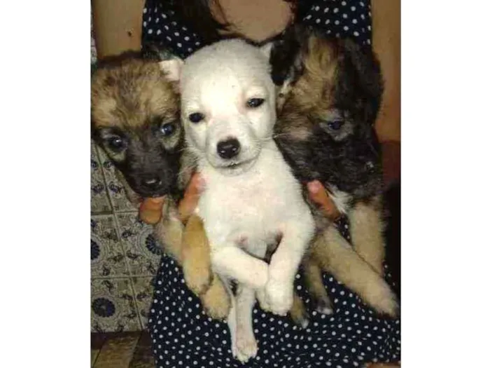 Cachorro ra a  idade 2 a 6 meses nome Sem nome