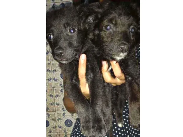 Cachorro ra a  idade 2 a 6 meses nome Sem nome