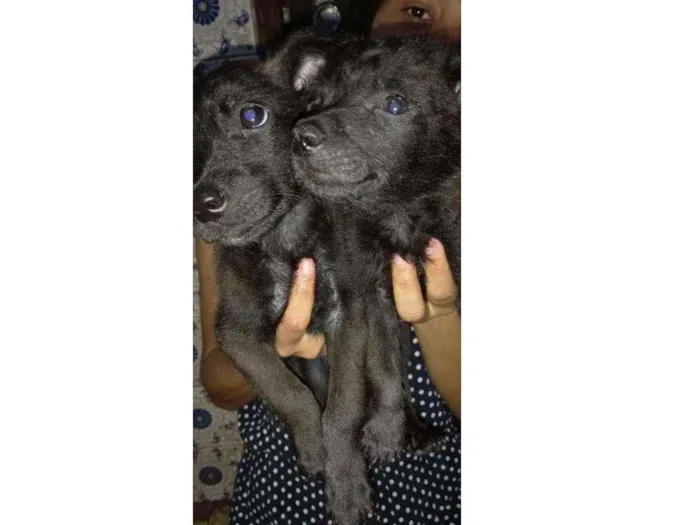 Cachorro ra a  idade 2 a 6 meses nome Sem nome