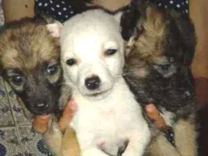 Cachorro raça  idade 2 a 6 meses nome sem nome