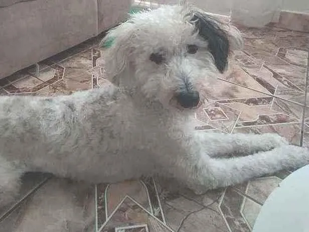 Cachorro ra a Poodle idade 7 a 11 meses nome Luna