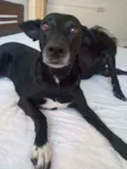 Cacau e Catucha