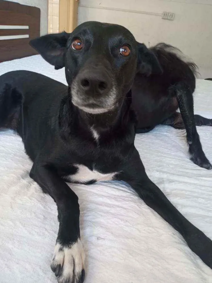 Cachorro ra a SRD idade 3 anos nome Cacau e Catucha