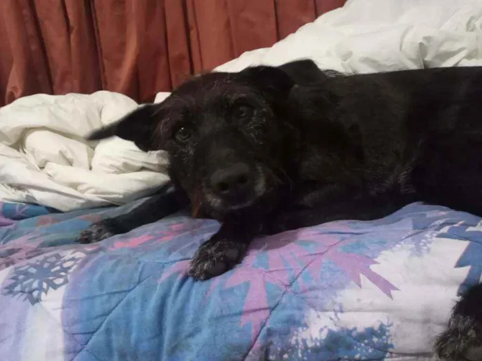 Cachorro ra a SRD idade 3 anos nome Cacau e Catucha