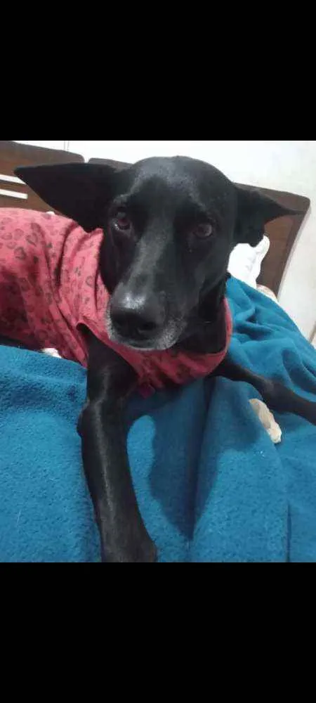 Cachorro ra a SRD idade 3 anos nome Cacau e Catucha