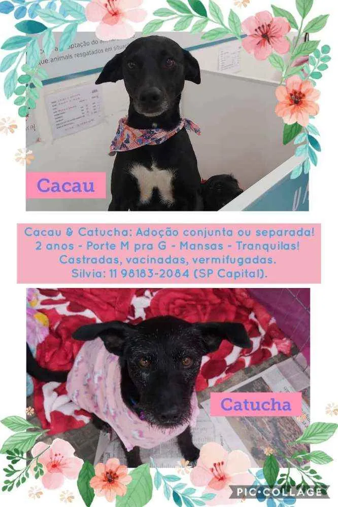 Cachorro ra a SRD idade 3 anos nome Cacau e Catucha