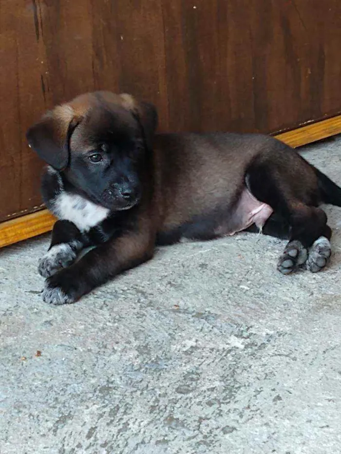 Cachorro ra a SRD idade 2 a 6 meses nome Filhotes