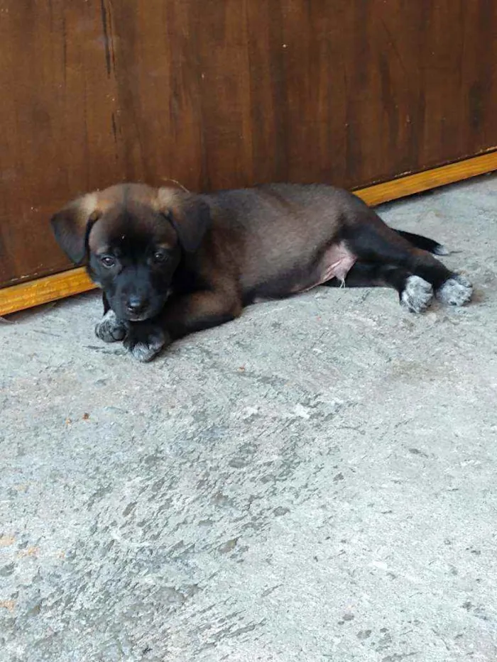 Cachorro ra a SRD idade 2 a 6 meses nome Filhotes