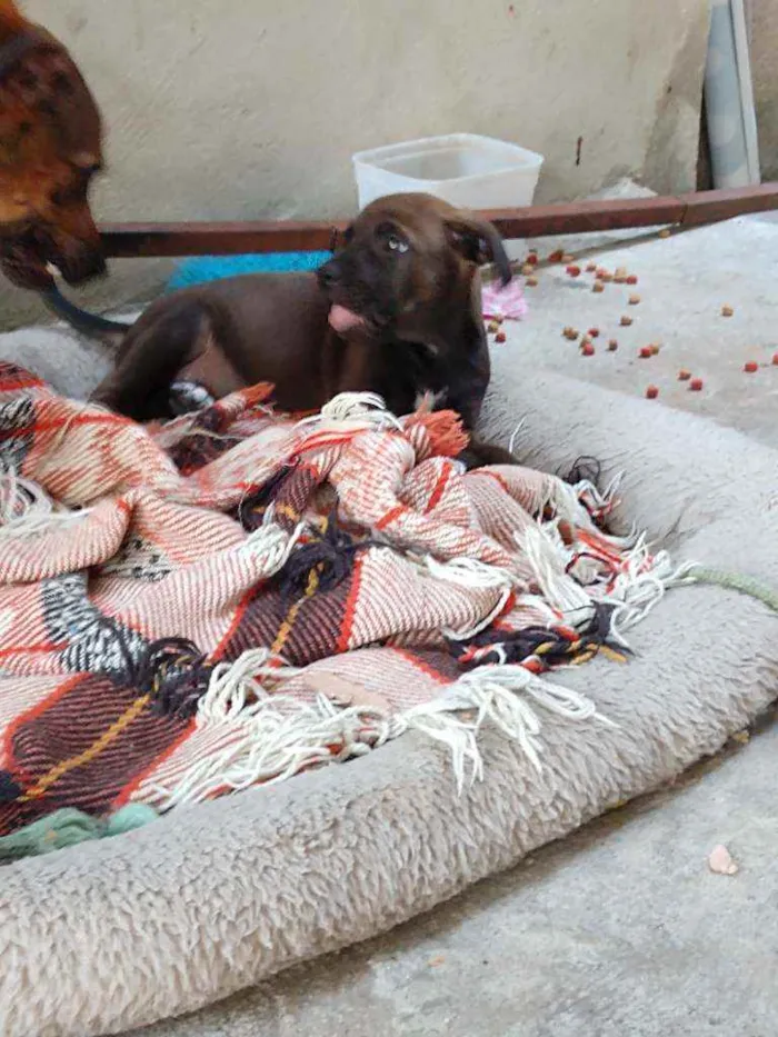 Cachorro ra a SRD idade 2 a 6 meses nome Filhotes