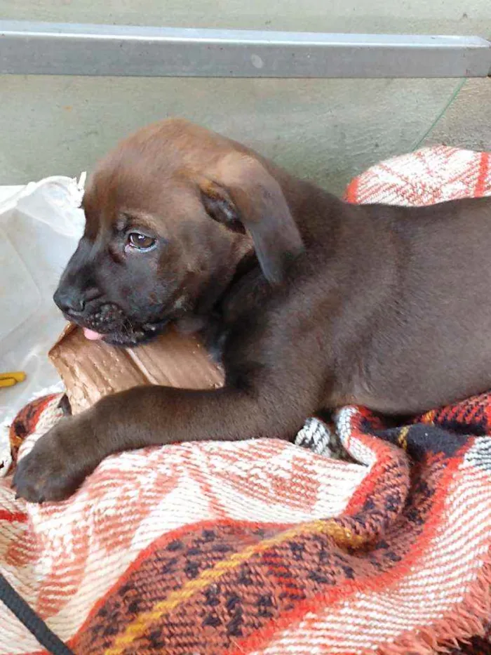 Cachorro ra a SRD idade 2 a 6 meses nome Filhotes