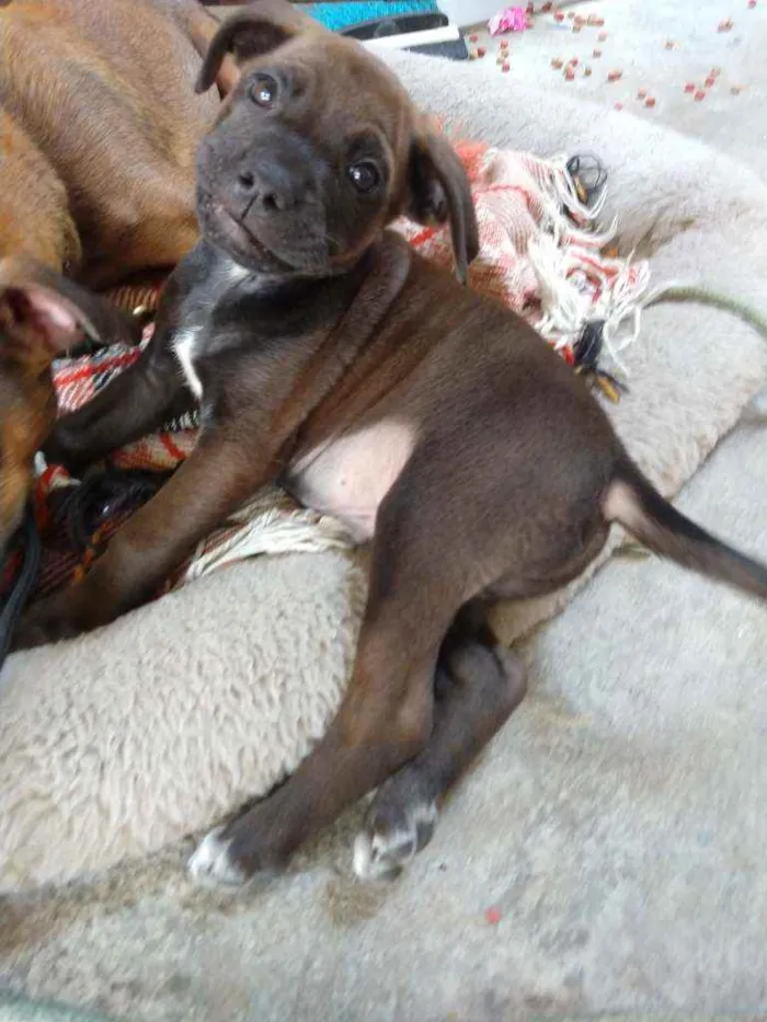 Cachorro ra a SRD idade 2 a 6 meses nome Filhotes