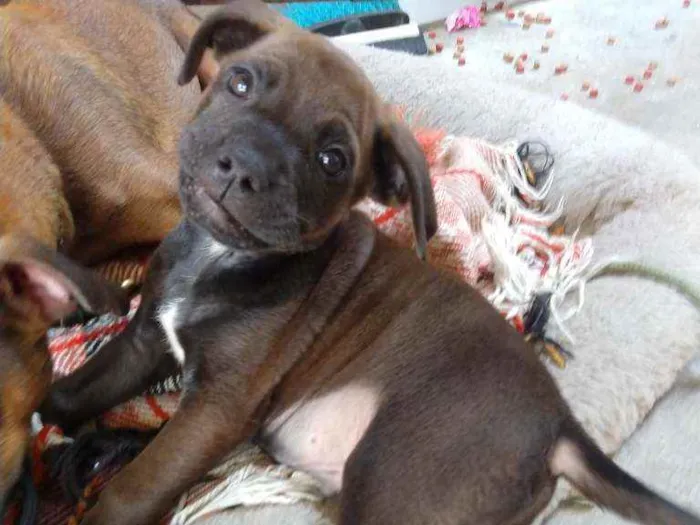 Cachorro ra a SRD idade 2 a 6 meses nome Filhotes