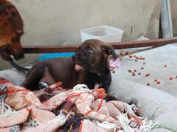 Cachorro ra a SRD idade 2 a 6 meses nome Filhotes